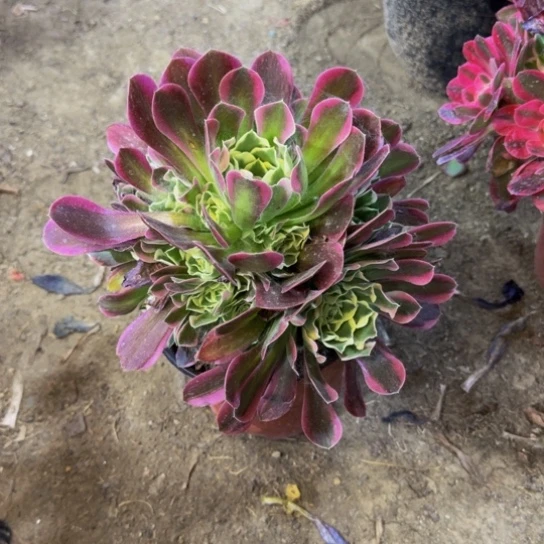 白凤5.88加急发明天早上八点