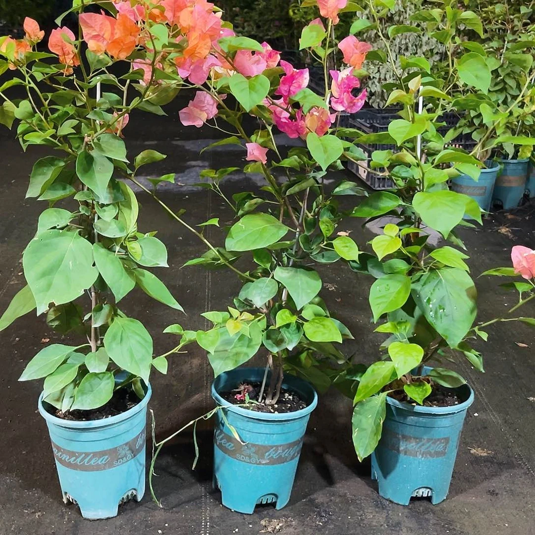 当前无花栽培后可以开花阿达娜带竹一颗