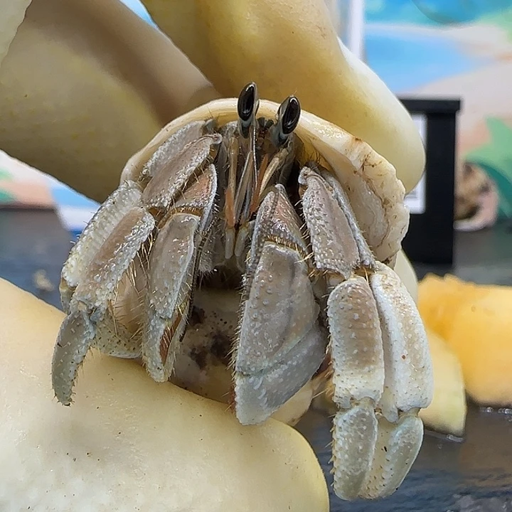 A70马岛灰白1.6cm口径