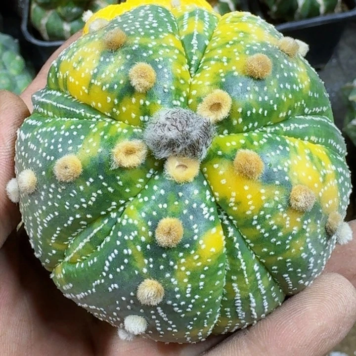 福利苗接兜锦259