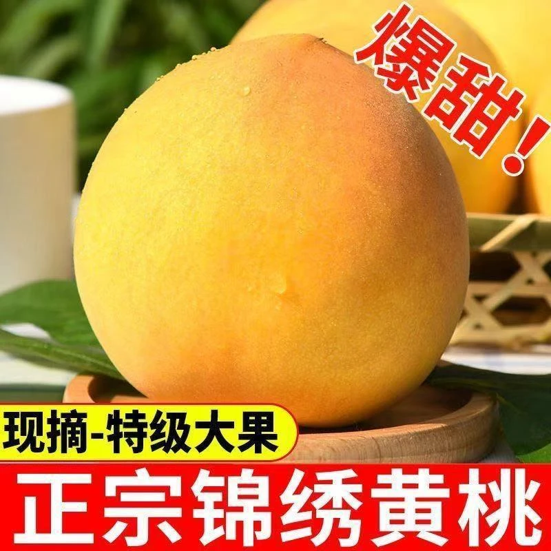 【现摘】锦绣黄桃新鲜水果现摘现发正宗黄毛桃黄金蜜大果时令
