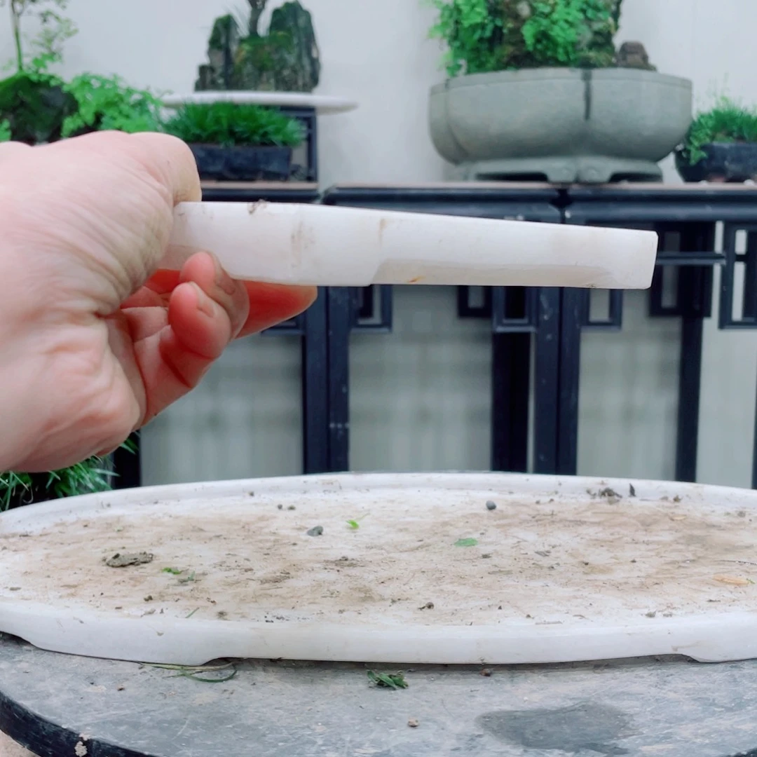 无铅玻璃标*铁线蕨铁线蕨铁线蕨