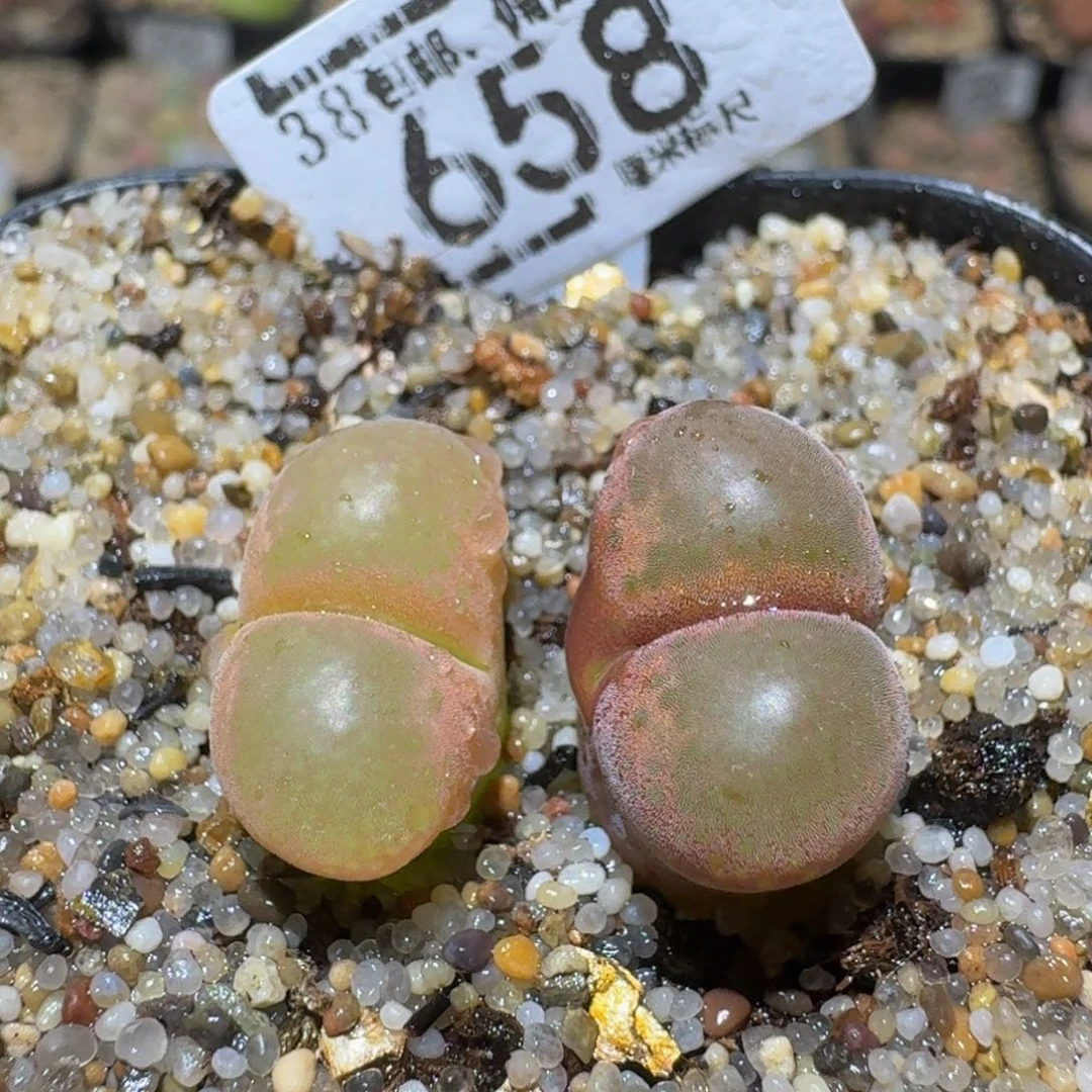 Ssss精品生石花658粉透窗