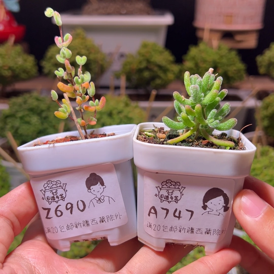 组合一物一拍带盆土发货