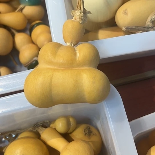 豆****呼葫芦葫芦葫芦葫芦