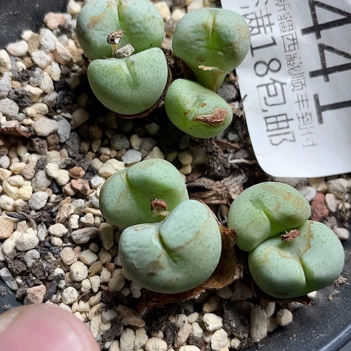 佳人园艺多肉生石花福利款富士衣441