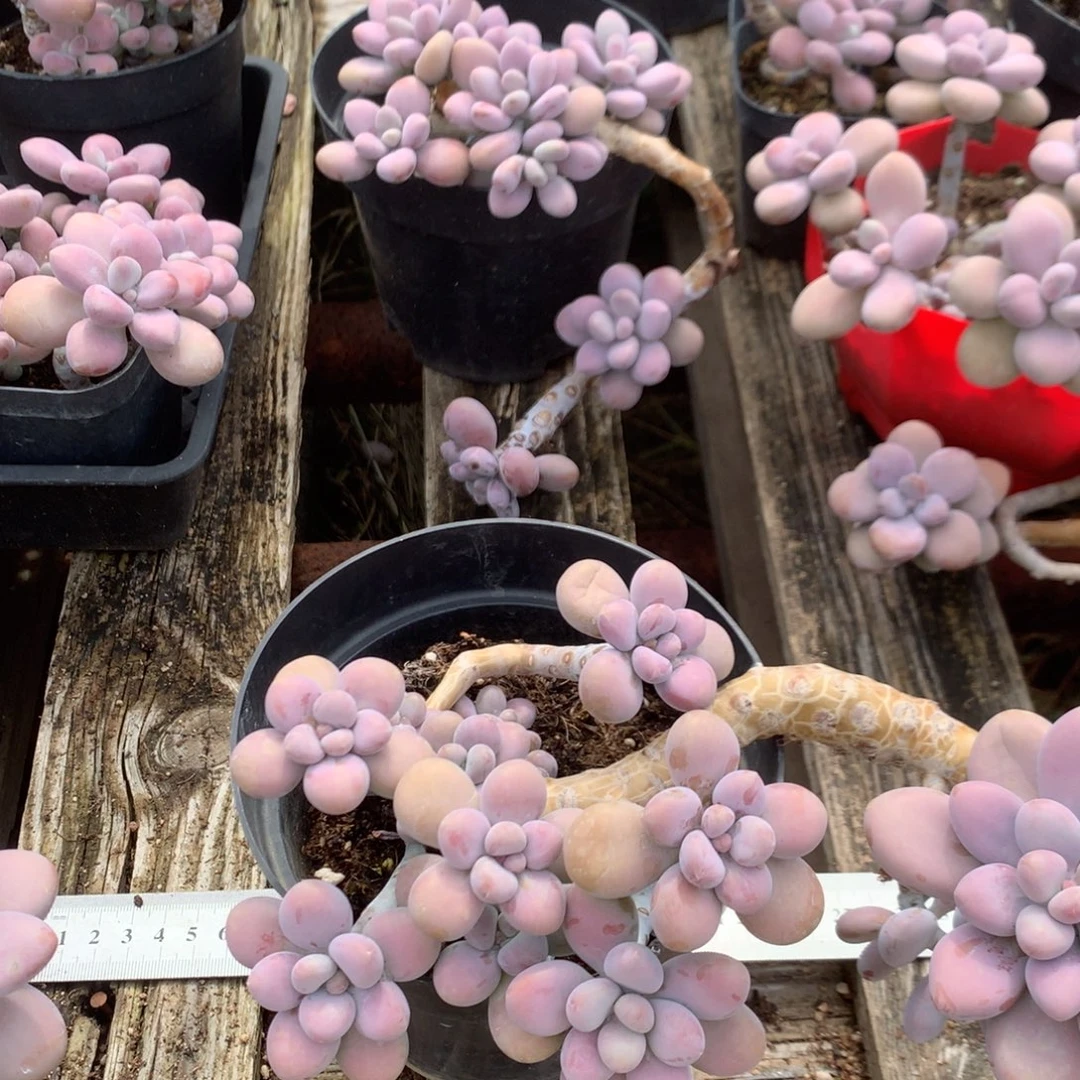 开***花桃蛋老桩不带盆两颗50号