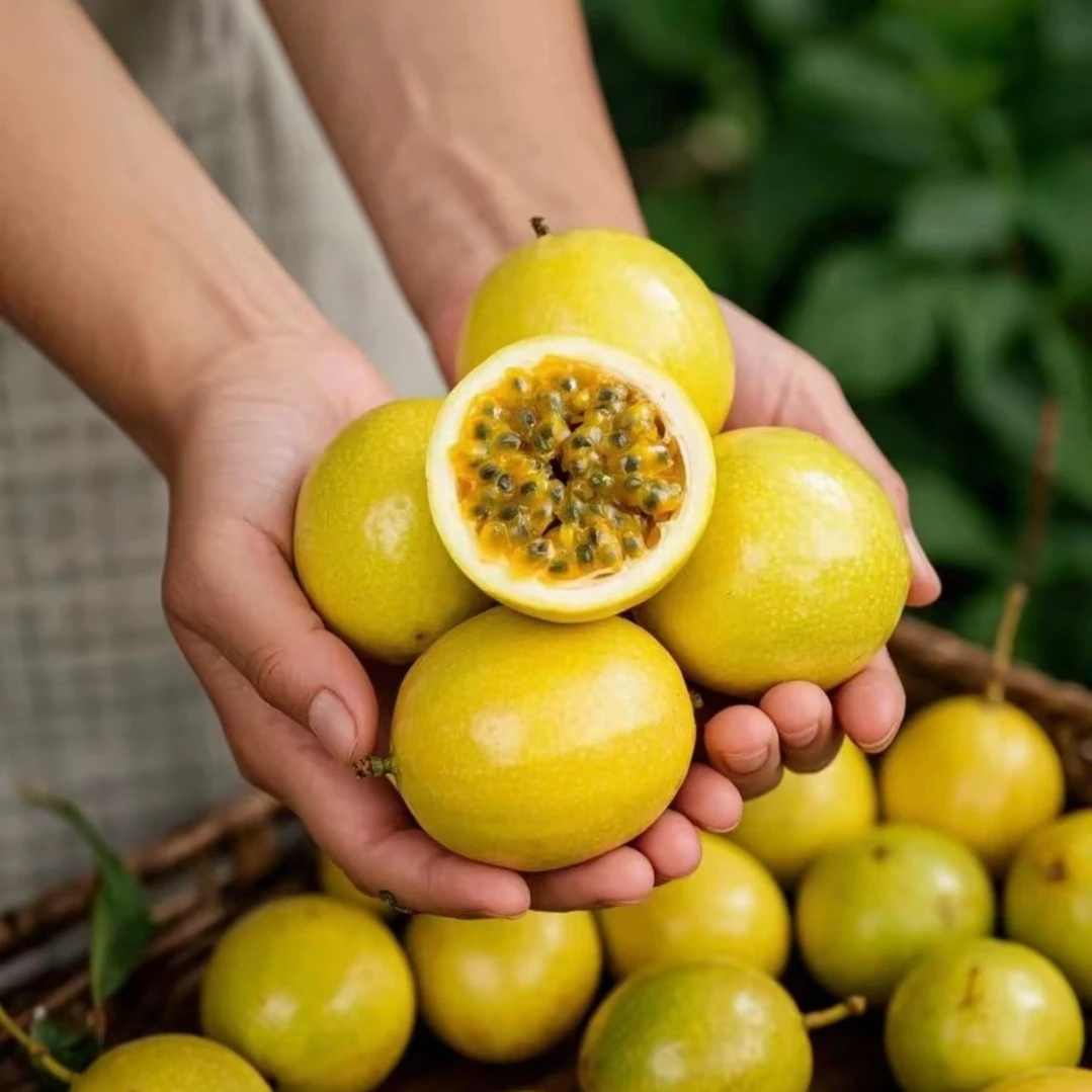 广西钦蜜9号百香果黄金百香果新鲜当季水果风扇夺冠香甜多汁日常