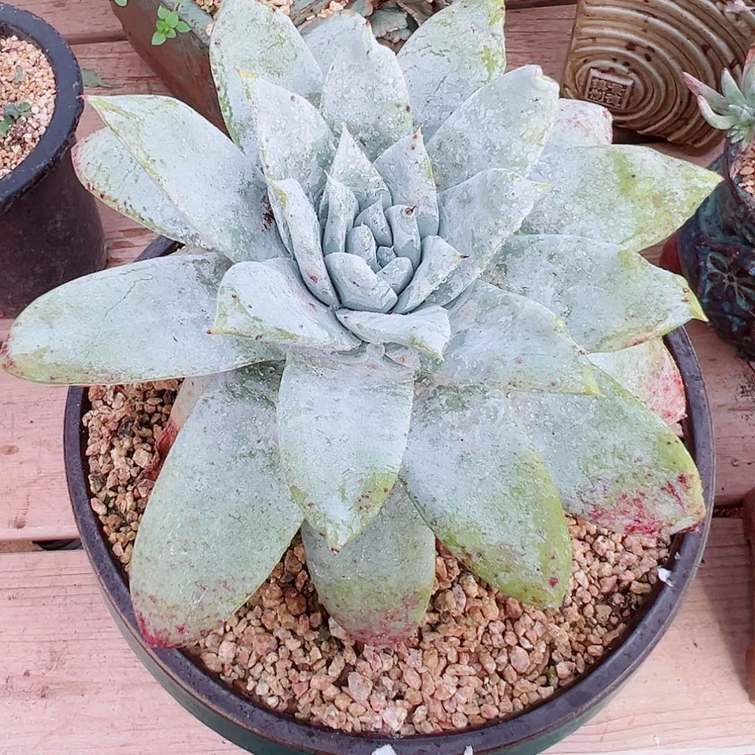 8036雪山仙女杯多肉