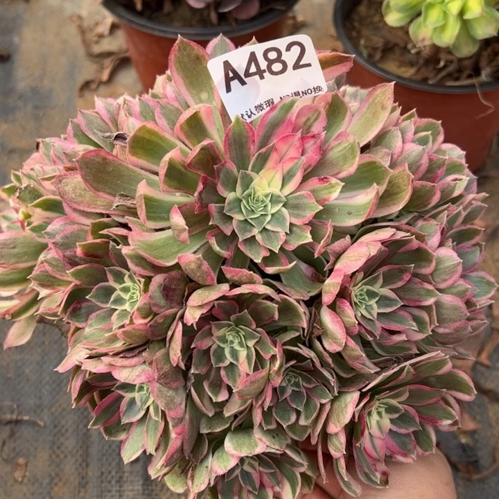 孔雀翎多肉植物482.