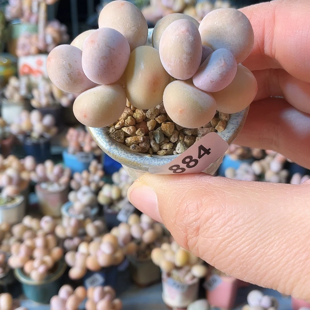 心***多肉植物和植物等植物为食