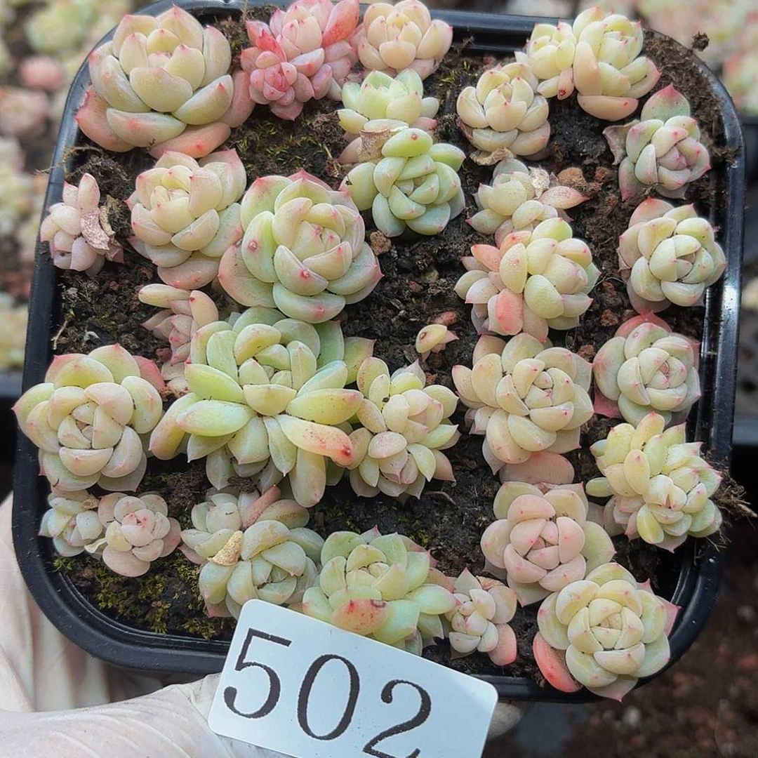 多肉植物多肉植物502