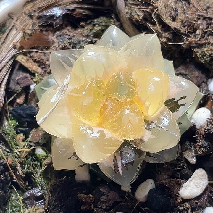 命****郁804水中月一物一拍