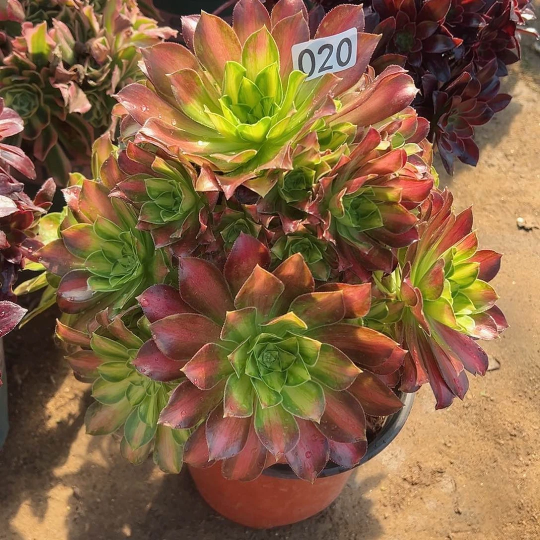 紫砂茶宠韶华老桩一颗020