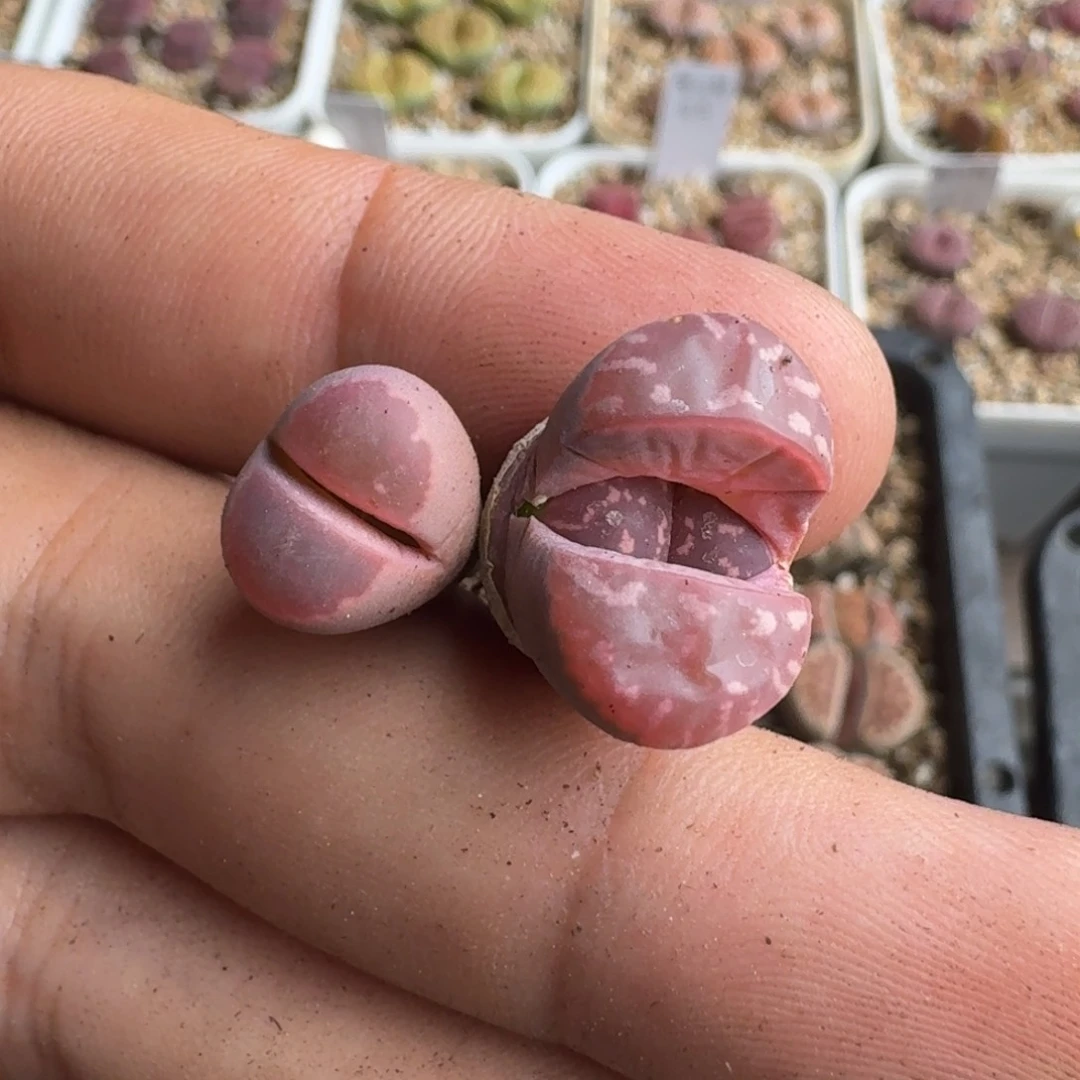 芥***.G034岛田红橄榄三四年多肉