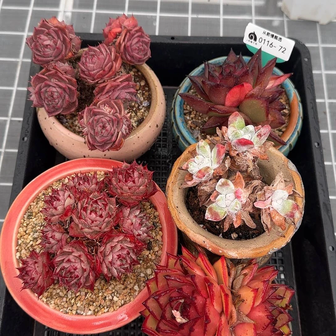 从前慢花园精选多肉编号0116-72