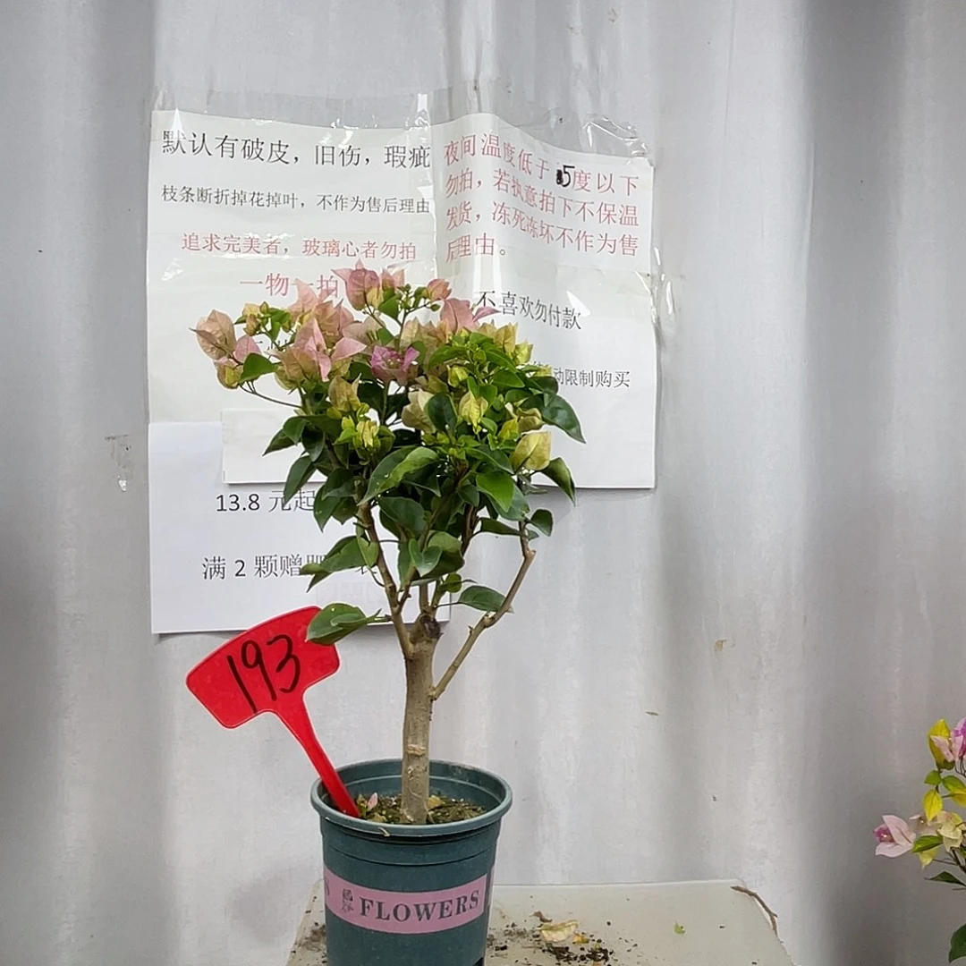 当前无花栽培后可以开花193小画报盆苗