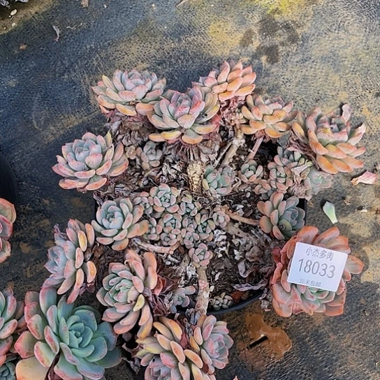 桐**贝18033千山雪