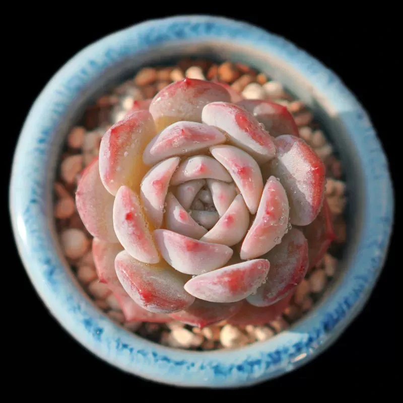 【满9.9包邮】爱丽女王6.5cm盆多肉植物以直播间展示为主