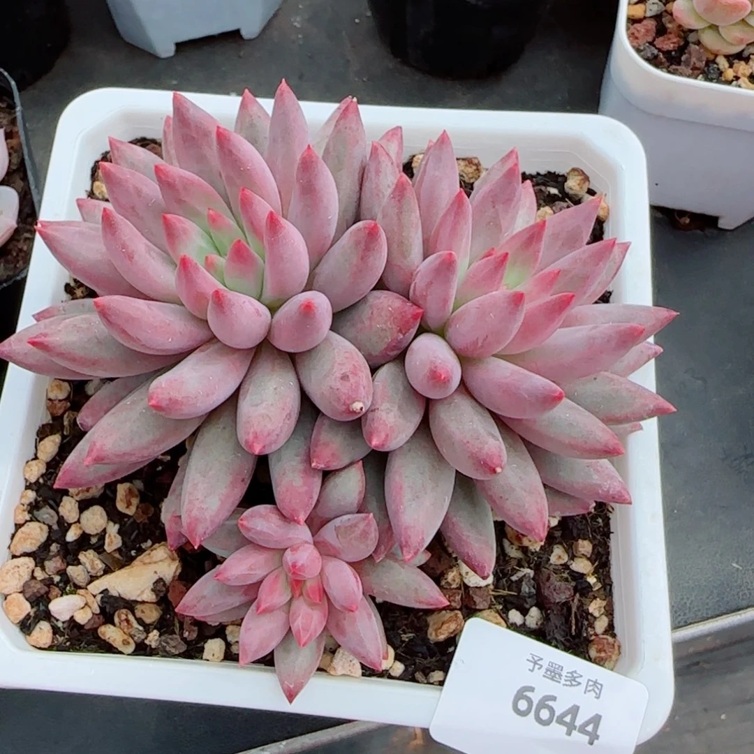 虞美人，6644多肉植物