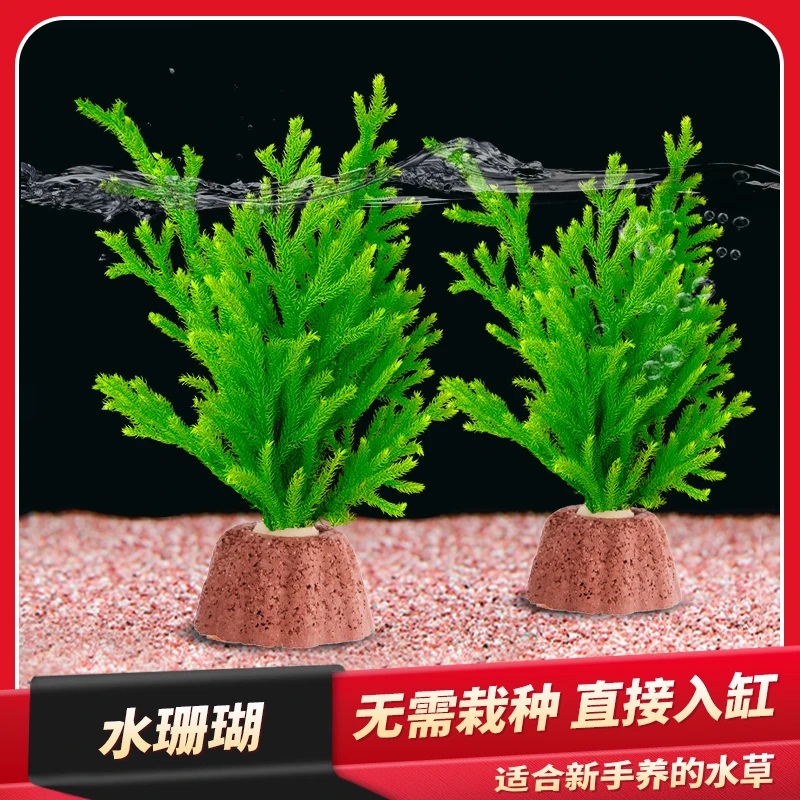 【水珊瑚】鹿角榕懒人水草植物淡水耐低温苔藓鱼缸生态造景新手草