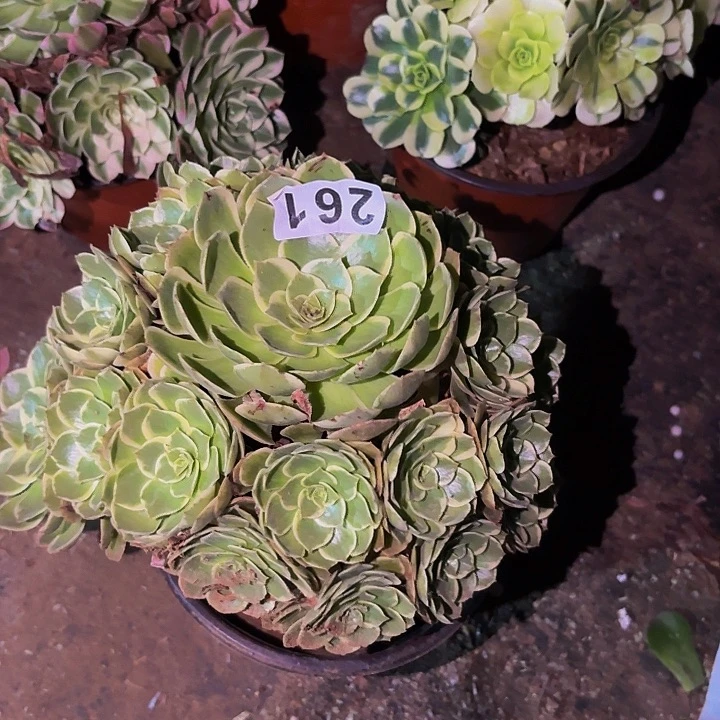 261孔雀翎多肉植物不售后