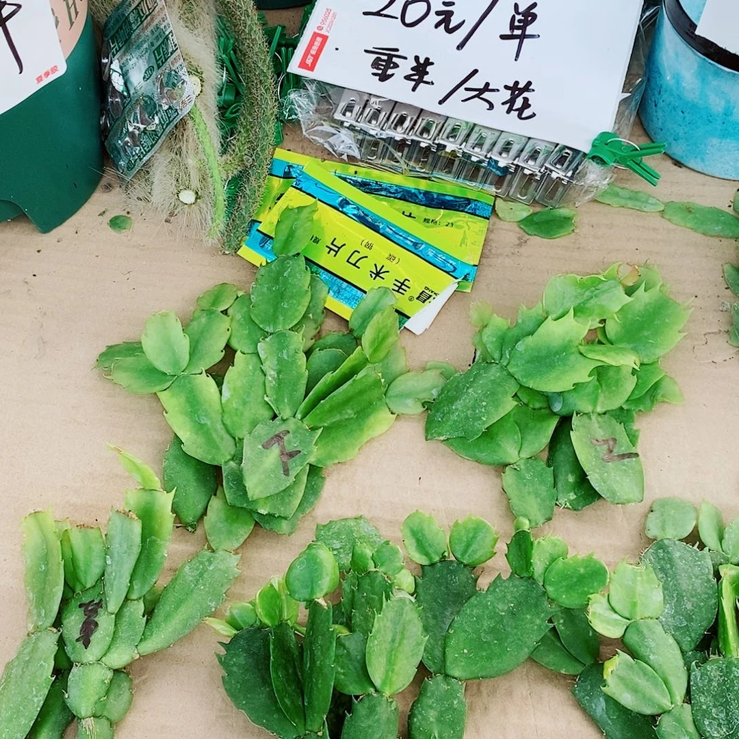 用***6无花朵叶片福利一物一拍
