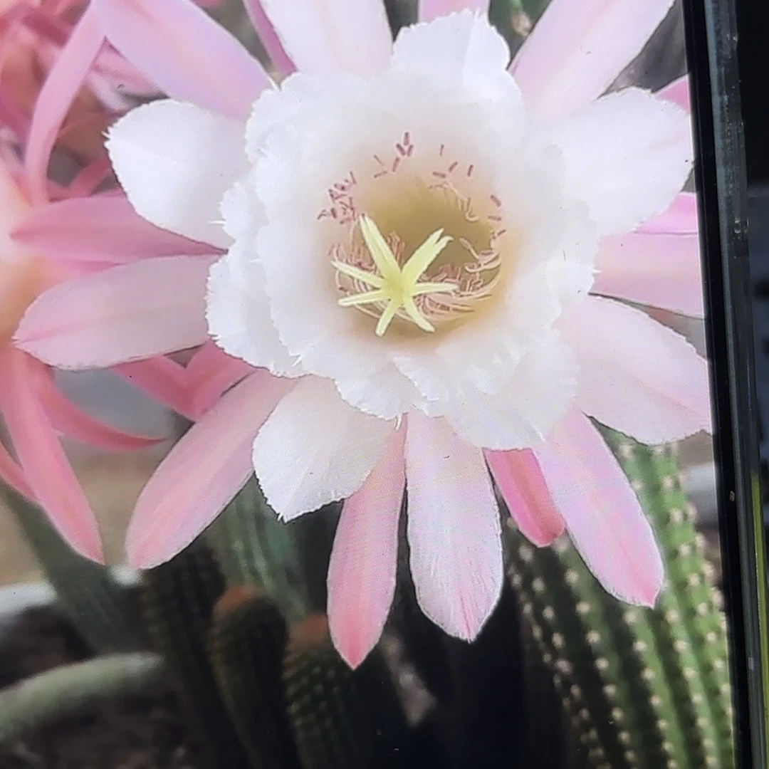 菲德尔金妞侧牙20包邮17