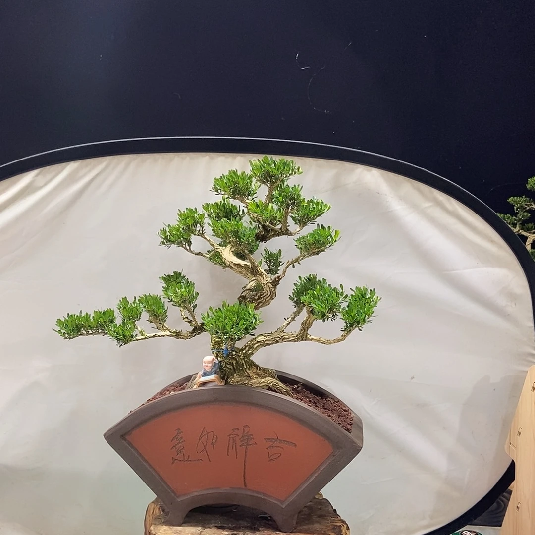 无花朵广东小叶黄杨