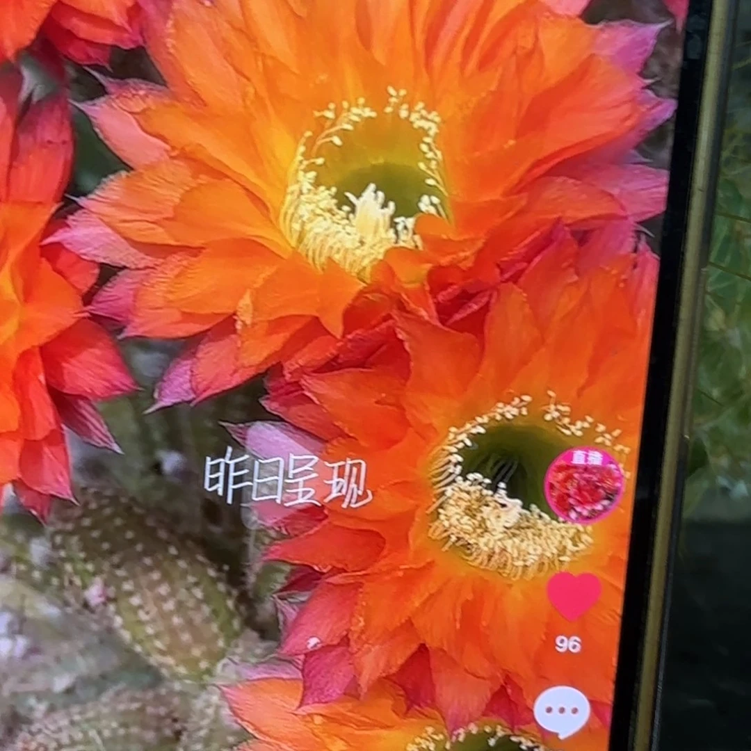 昨日重现彩金刚侧牙20包邮28