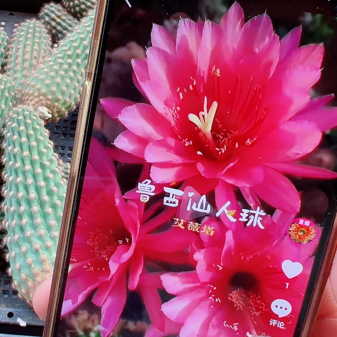 艾薇塔 金妞  侧芽 000014