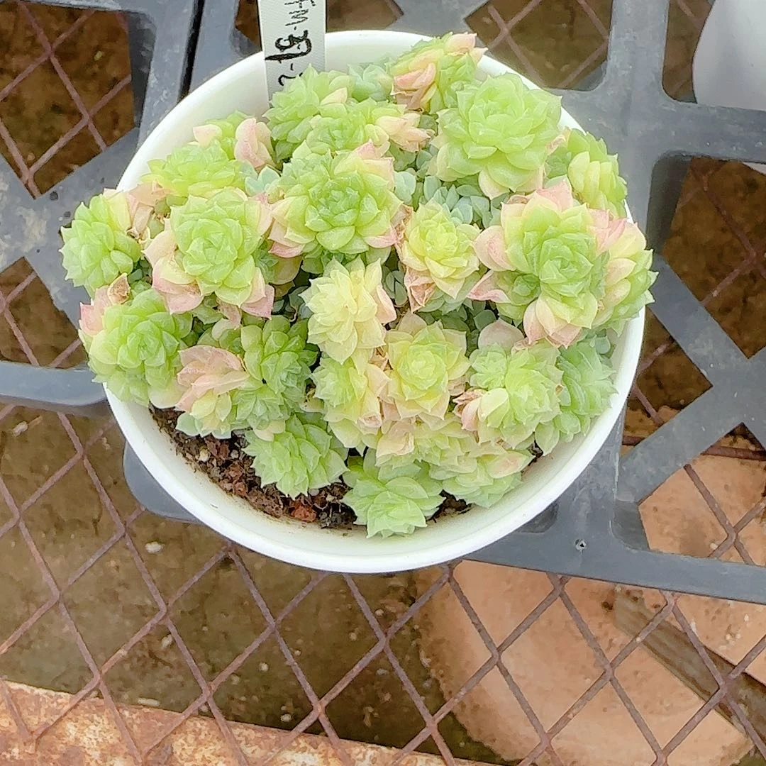 【闪购商品】0825-40（fm-37-2）