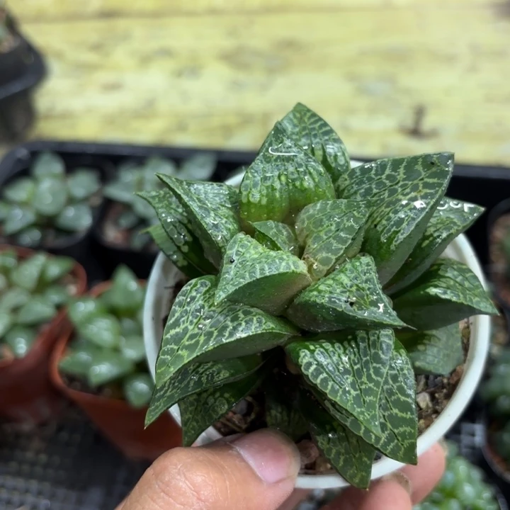 狮子寿 带盘发货