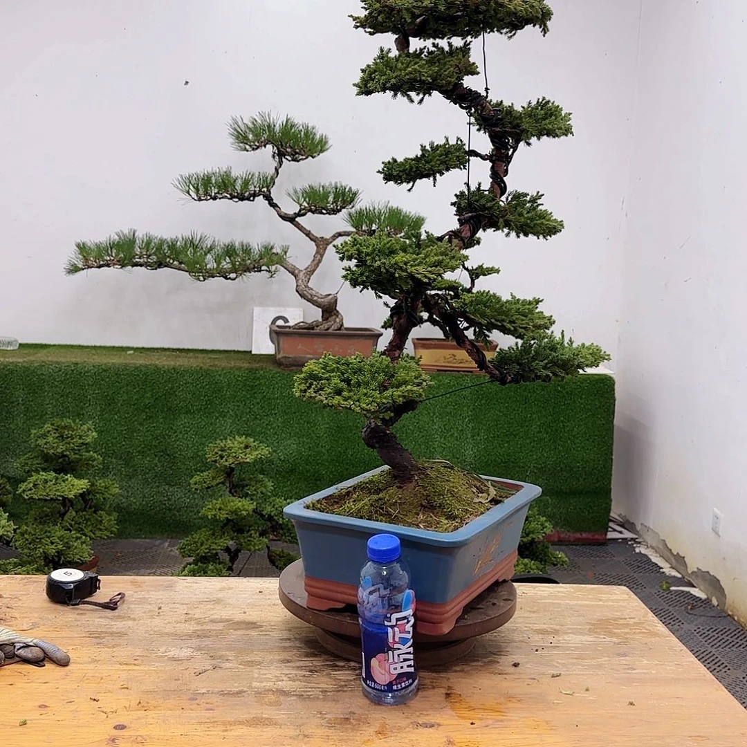盆景批盆景盆景盆景