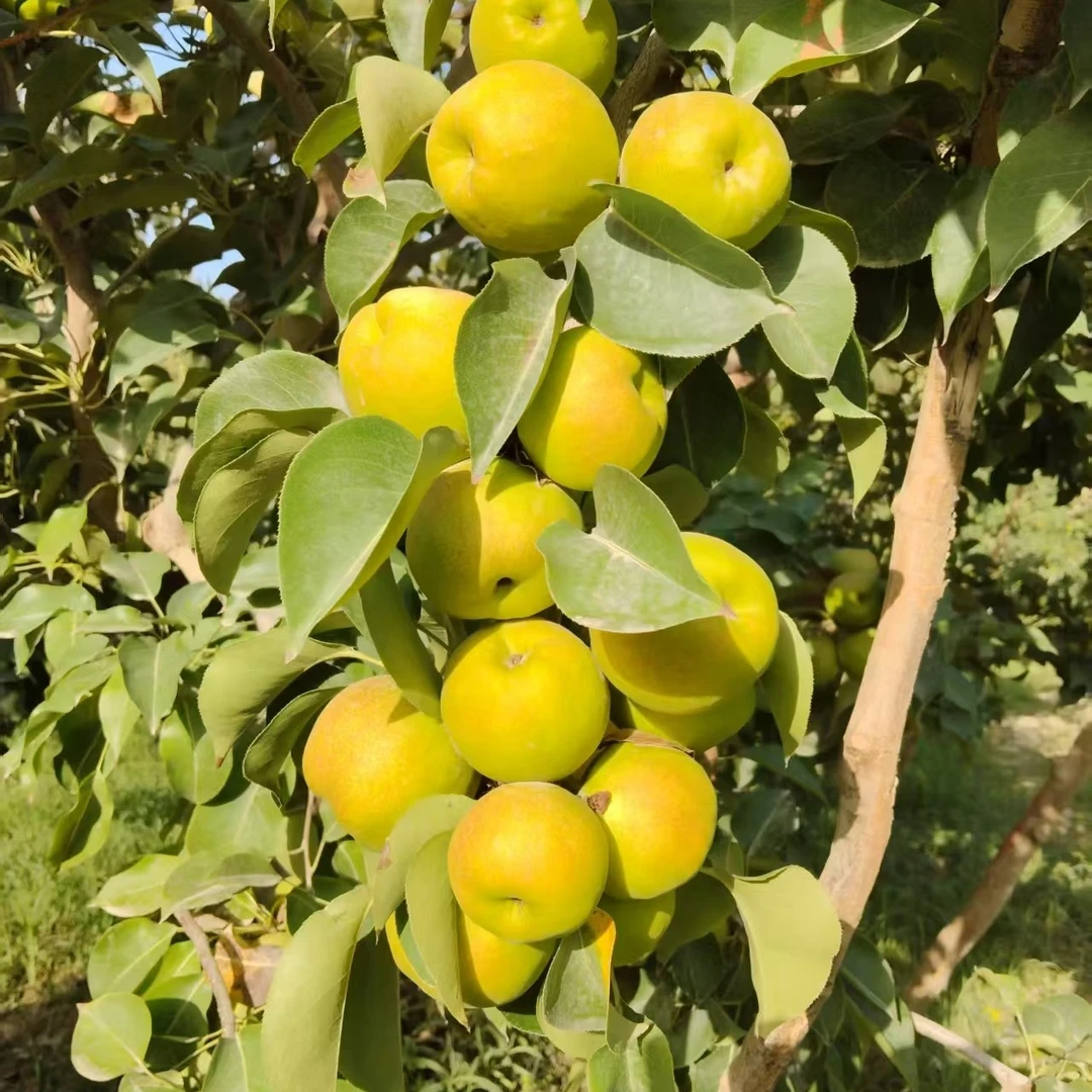 脆甜正宗新疆库尔勒香梨新鲜当季水果香梨一整箱香酥薄皮汁多又甜