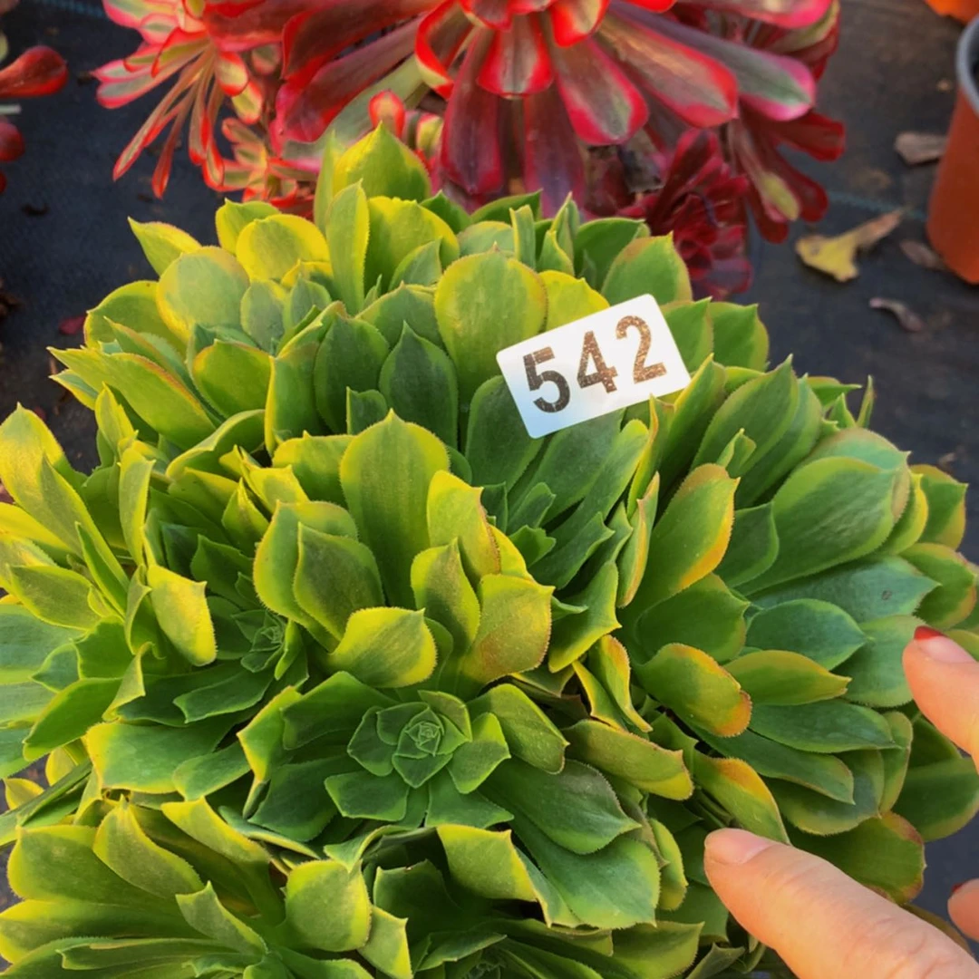 【闪购商品】沙**杨542546青蒙红彤多肉