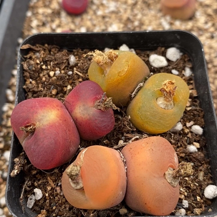 116有伤一组一组