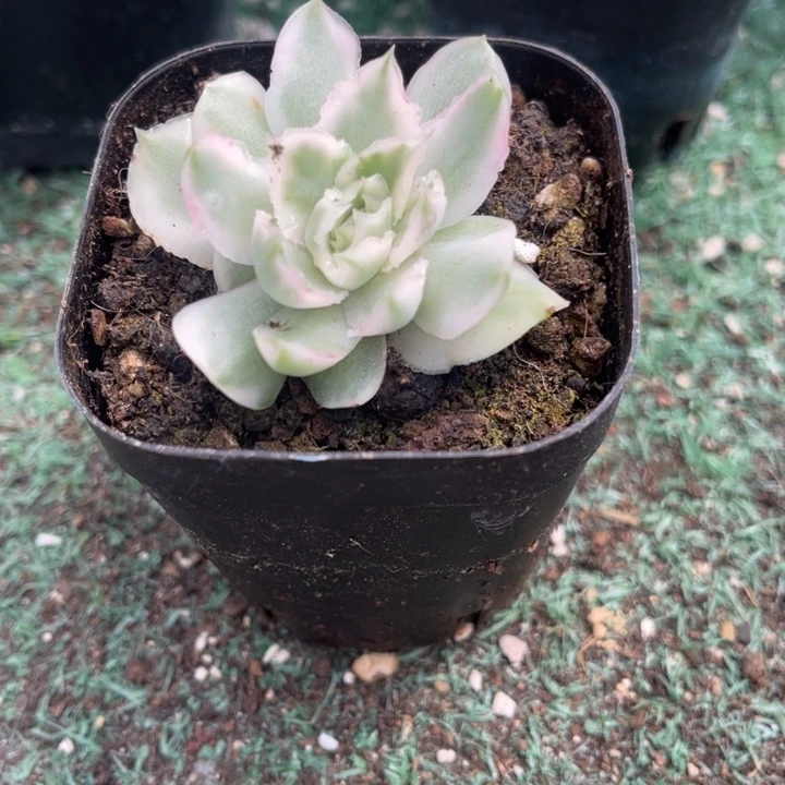 秋可园艺 紫蝴蝶锦