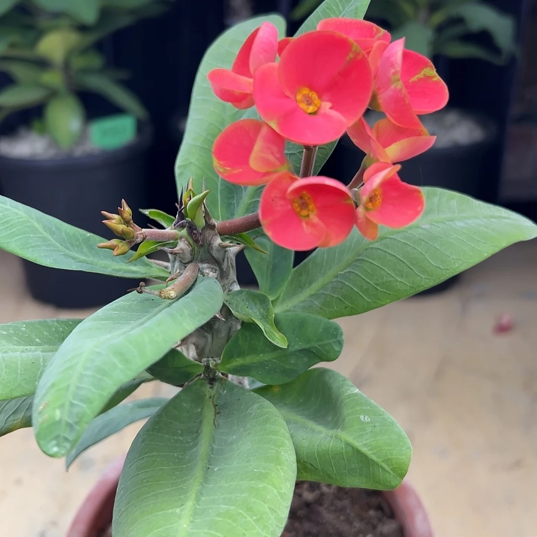 紅百萬泰國大花虎刺梅
