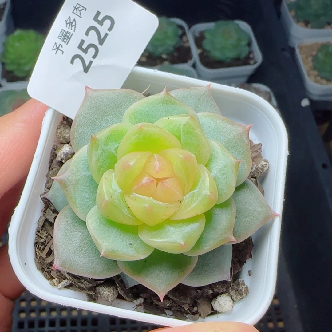 h***）孤品，2525多肉植物