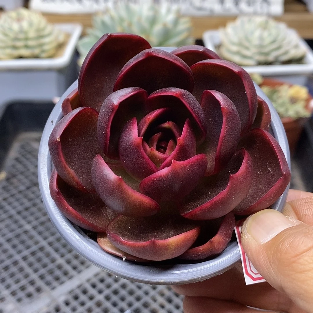 2727 红灯多肉植物