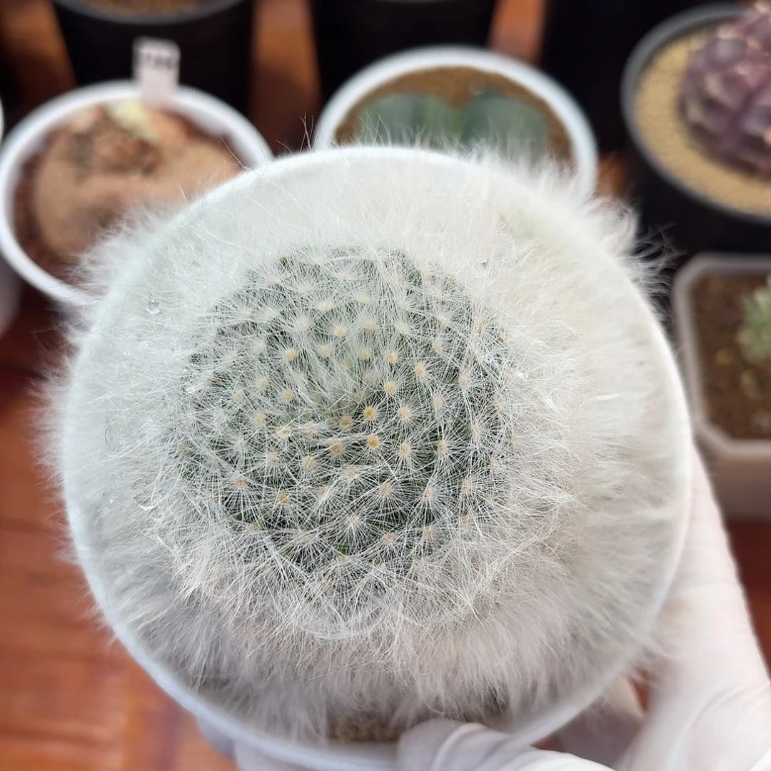 无刺丽光殿仙人球