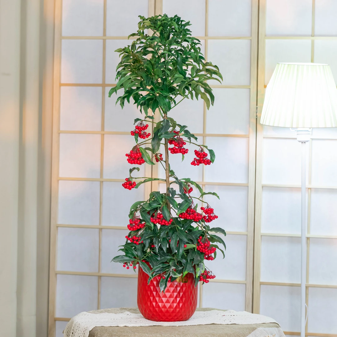 【富贵籽高70-80cm带果】年宵花聚宝盆春节绿植桌面  京东送货上门