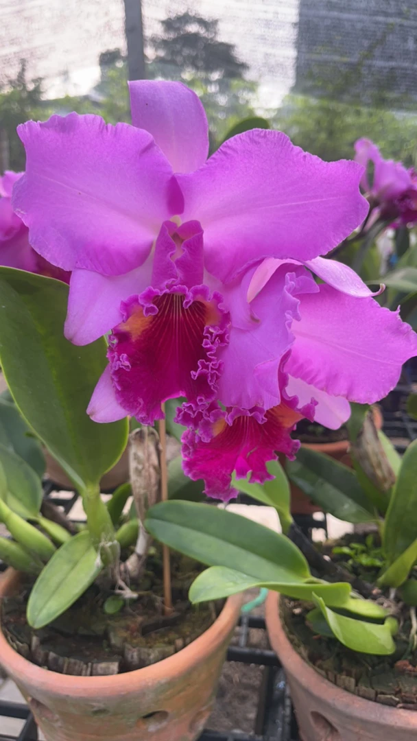 泰国卡特兰浓香大花