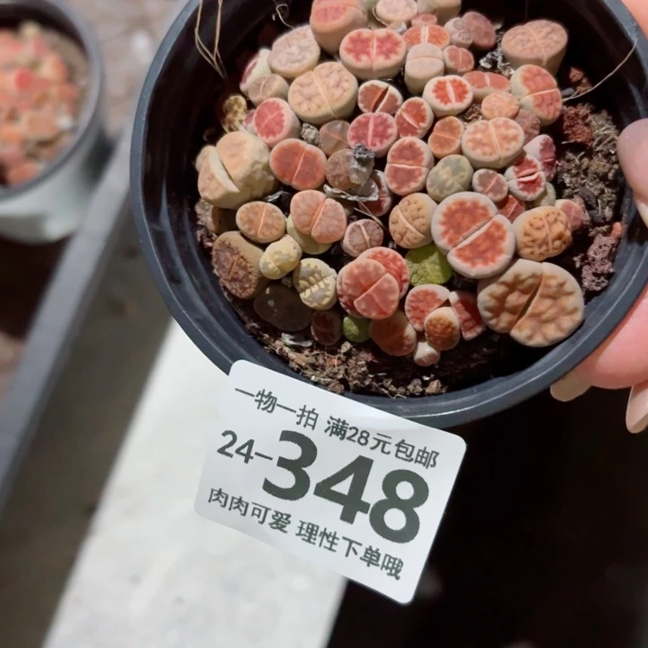 生石花无盆土发货无盆土