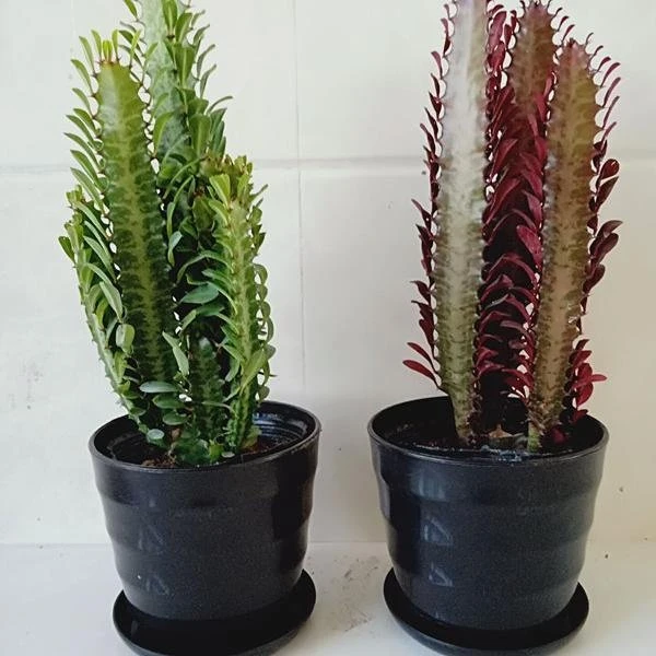 包邮龙骨花室内花植物盆栽玉麒麟吸甲醛客厅仙人柱盆栽绿植否中性