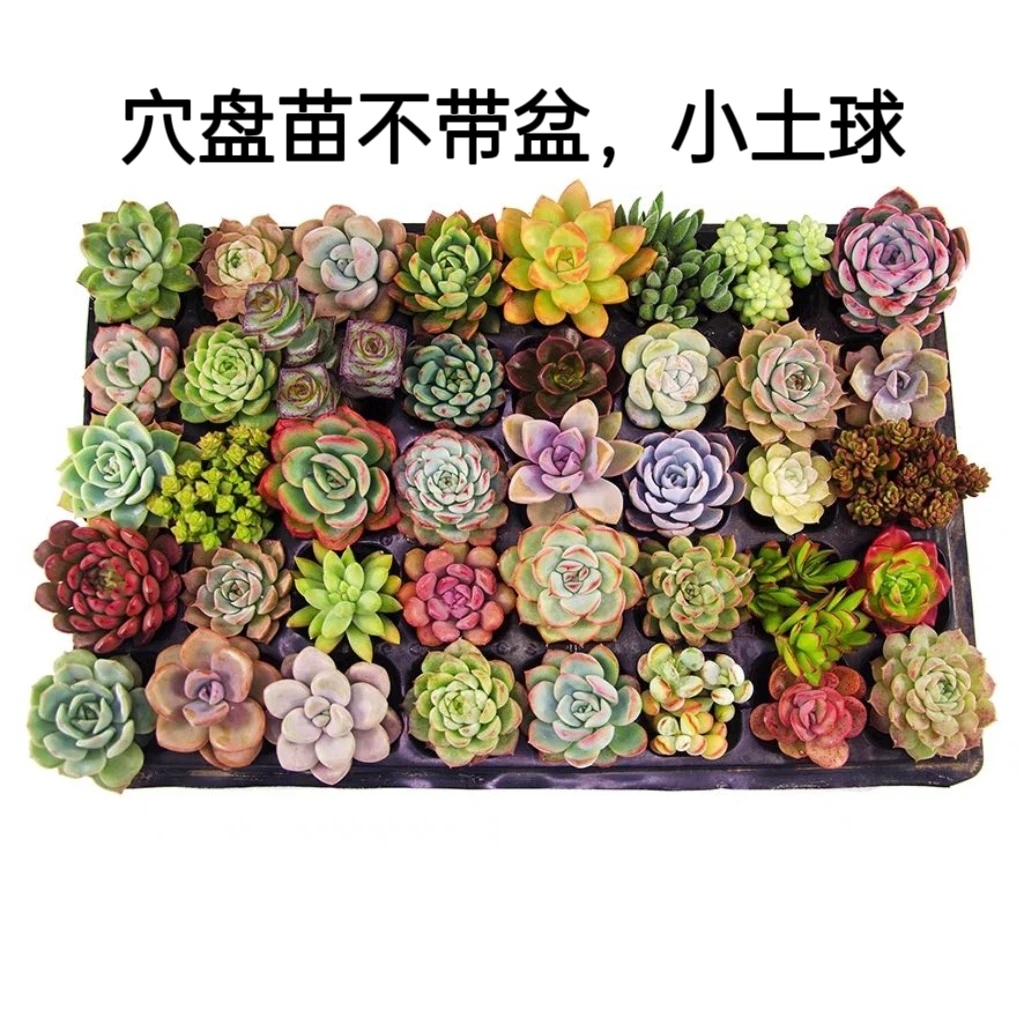 【一姐多肉】多肉穴盘苗，新手必入不同品种必有贵货直接拍随机发货。