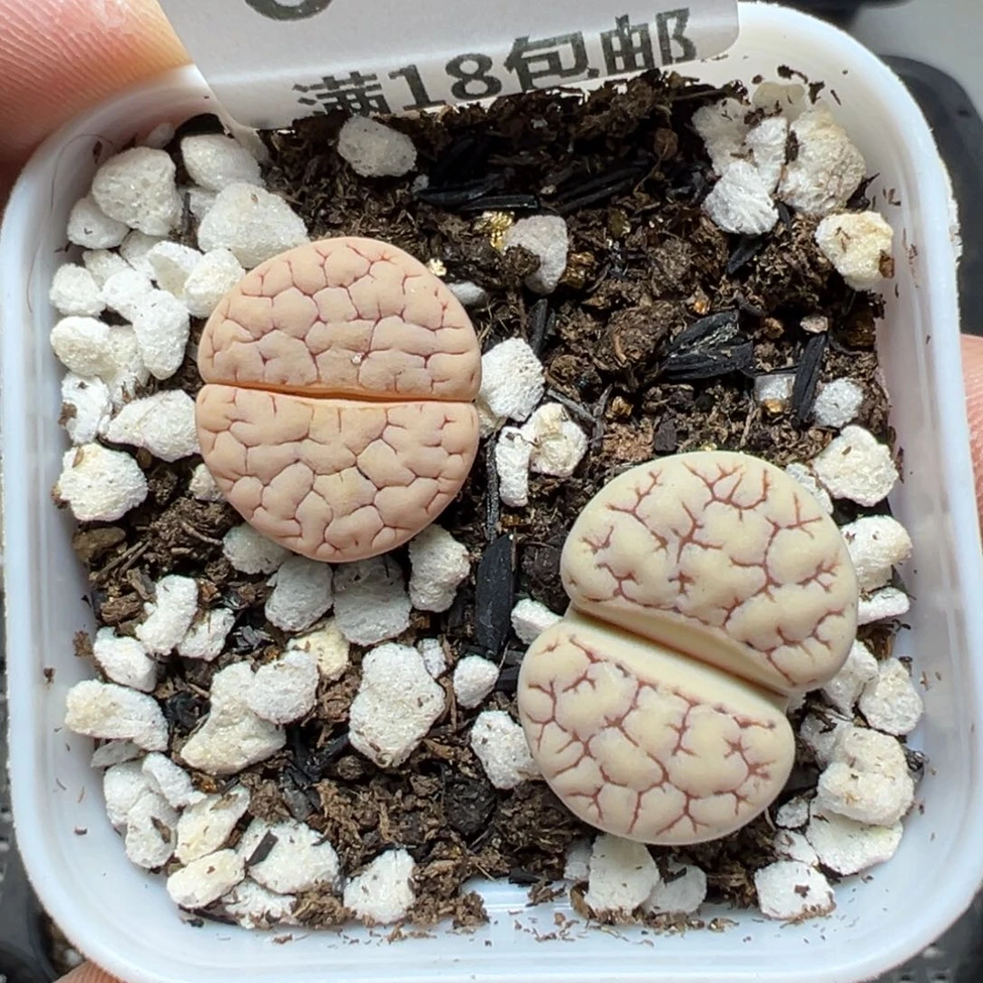 【闪购商品】605……