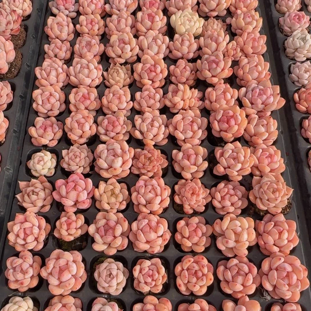 30颗糖心一组脱土