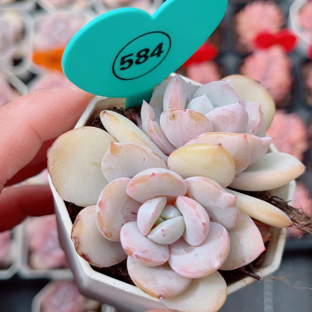 584号小老桩奶茶双头